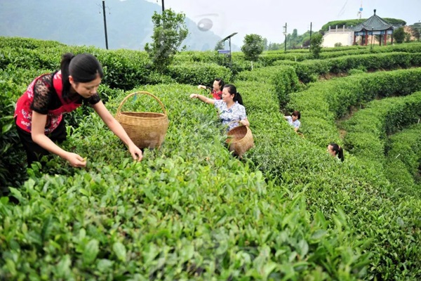 比肩星巴克？新中式茶飲的下半場(chǎng)得好好抓抓供應(yīng)鏈管理這門課了|餐飲界