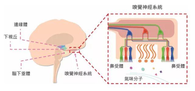 讓消費(fèi)者欲罷不能的氣味營銷，餐飲人該如何實(shí)現(xiàn)？ | 餐見|餐飲界