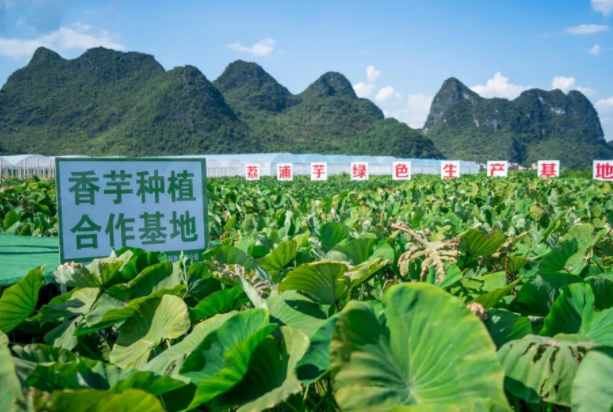 在檳榔芋優(yōu)質(zhì)產(chǎn)區(qū)共建種植基地，喜茶持續(xù)推動新茶飲供應(yīng)鏈專業(yè)化發(fā)展|餐飲界